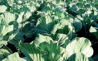 Ираида Долгушева: «С 2006 года валовая продукция сельского хозяйства Марий Эл увеличилась более чем в два раза»